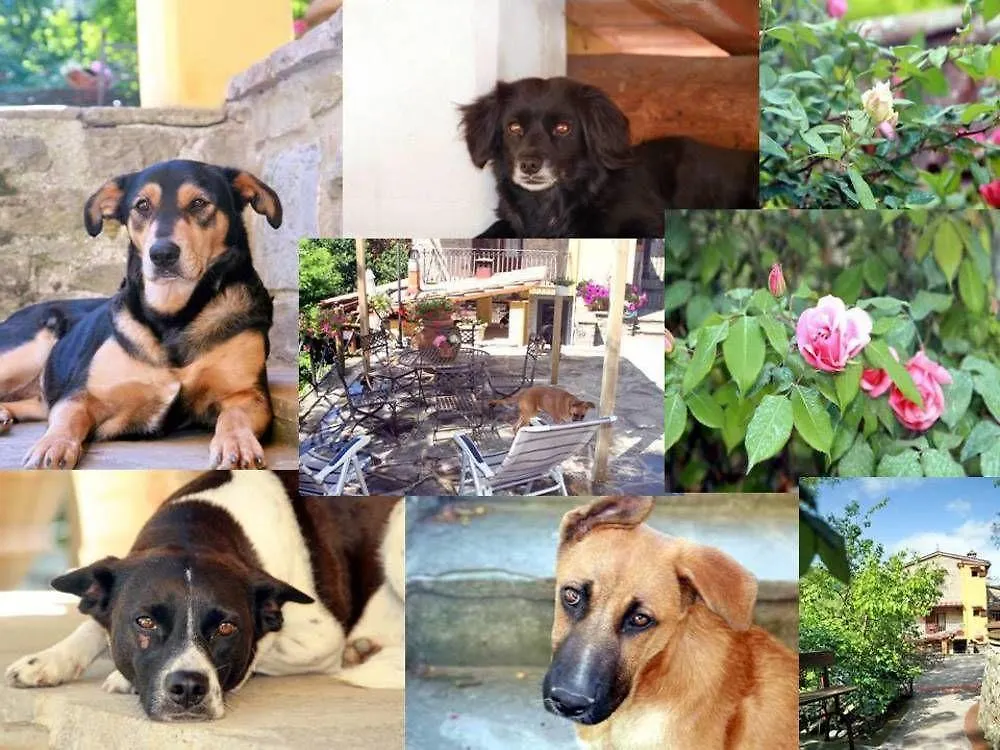 Bed & Breakfast B&B Podere Cerreta